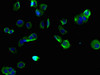 TMEM255B Antibody PACO38058