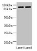 EFHB Antibody PACO38282