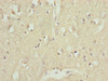 CDC26 Antibody PACO38334