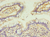 CALML4 Antibody PACO38458