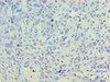 PLD5 Antibody PACO38554