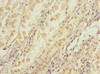 CCDC150 Antibody PACO38566