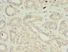 VSIG2 Antibody PACO38734