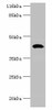 STAC3 Antibody PACO38754