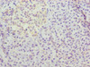METTL25 Antibody PACO38802