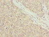 PPDPFL Antibody PACO38874