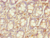 LYG1 Antibody PACO39066