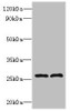 FAM71C Antibody PACO39146