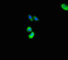 ASB10 Antibody PACO39226