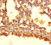 ASB10 Antibody PACO39226