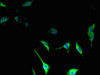 TSPAN14 Antibody PACO39462