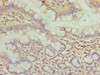 WDR66 Antibody PACO39474