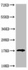 LGALS14 Antibody PACO39478