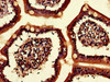 KLHL34 Antibody PACO39634
