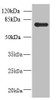 NHLRC2 Antibody PACO39686