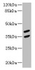 MAGEB10 Antibody PACO39866