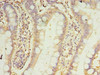 PRRC1 Antibody PACO39870