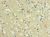 PNMA5 Antibody PACO39882