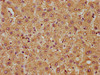 FAM89B Antibody PACO39926