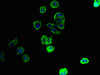 SLC43A3 Antibody PACO39950