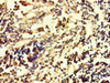 RHEBL1 Antibody PACO39970