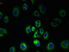 SLC7A3 Antibody PACO40034