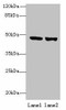 TENT5B Antibody PACO40070