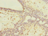 ROPN1L Antibody PACO40094