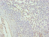 CYBC1 Antibody PACO40274