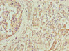 DEFB129 Antibody PACO40546