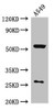 CIAO3 Antibody PACO40582