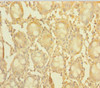 CCDC94 Antibody PACO40730