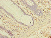 LRRC2 Antibody PACO40746