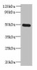 TTYH1 Antibody PACO40794