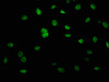 KRCC1 Antibody PACO40850