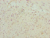 NBPF3 Antibody PACO41046