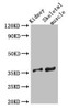 SLC25A32 Antibody PACO41058