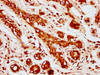 MOB1A Antibody PACO41102