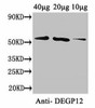 DEGP12 Antibody PACO41146