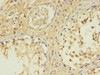 IFT27 Antibody PACO41262