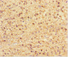 NRBP2 Antibody PACO41422