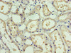 PDRG1 Antibody PACO41426