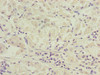 SLC52A1 Antibody PACO41442