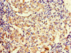 MAP10 Antibody PACO41498