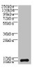 SH3BGRL3 Antibody PACO41602