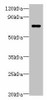 LRRC40 Antibody PACO41654
