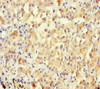 BPESC1 Antibody PACO41874