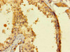 SAMSN1 Antibody PACO41974