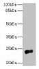 NACA2 Antibody PACO42146