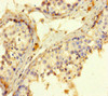 ROPN1 Antibody PACO42198